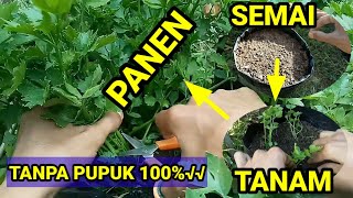 Cara Budidaya Daun Sop Atau Seledri Dalam Pot Polybag  Lengkap Dari Biji Sampai Panen [upl. by Aninad687]