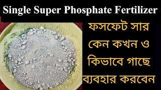 Single super phosphate fertilizer ।। ফসফেট সার ব্যবহার পদ্ধতি ।। Phosphorus fertilizer ।। SSP [upl. by Kaete]