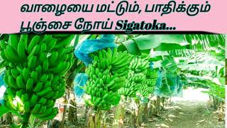 Sigatoka வாழய மட்டும் பாதிக்கும் இலைபுள்ளி நோய் [upl. by Joice]