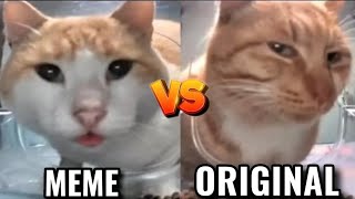 Cat Eat On front of Camera MEME VS ORIGINAL [upl. by Colis]