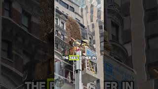 Massive Swarm of Bees Hit Times Square New York 😮🤯🐝 beekeeping nature savethebees honeybee [upl. by Vivienne]