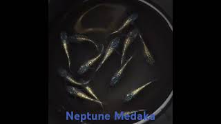 Neptune Medaka Japanese Rice Fish [upl. by Rocca]