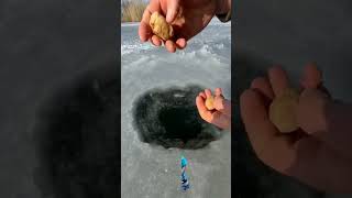 fishing fish icefishing food outdoors [upl. by Olvan]