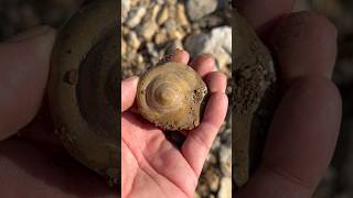 RARE Leptomaria Gastropod Snail FOSSIL Discovery  North Texas Creek fossilhunting  2024 [upl. by Aileen162]