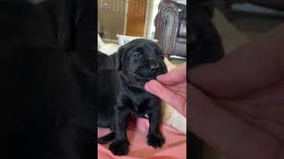 Youre an excellent vibe cutie ❤️ labrador dog pets labradorlovers puppy [upl. by Aikahc]