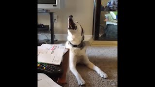 Screaming Husky is Confused [upl. by Settera]