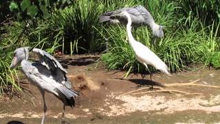 Shoebill Stork BillClattering [upl. by Aehcim]