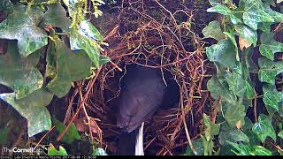 Slatethroated Redstart Pair Feeds Nestlings 982017 [upl. by Moody805]