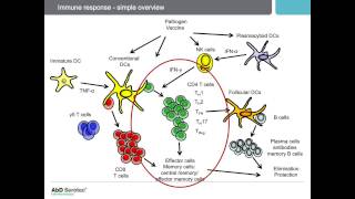 Porcine CD4positive T Lymphocytes and Their AntigenSpecific Immune Response [upl. by Dietz]