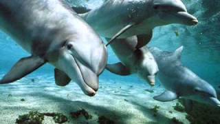 Relax Music  Nature and Dolphins  Natura e Delfini [upl. by Anayi]