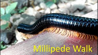 How millipedes move [upl. by Yendroc]