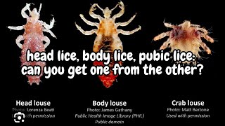 Head lice body lice pubic lice the differences l lice removal service explore hair [upl. by Ayekahs]