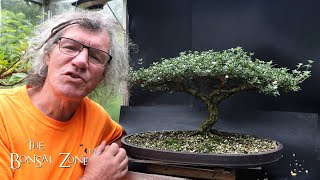 Preparing My Serissa for the Bonsai Shows Part 1 The Bonsai Zone Aug 2024 [upl. by Gerek834]