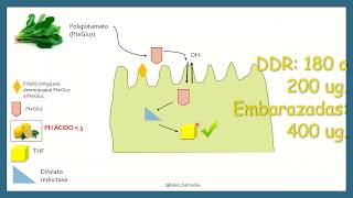 Metabolismo hierro folato y vitamina B12  Anemias  Fisiología de la sangre [upl. by Adnawed]