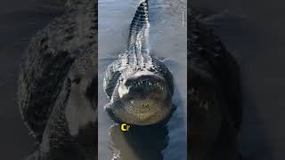 Alligator vs crocodile में difference crocodiles l alligator l by rachit gautam shorts [upl. by Sihon]