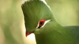 Knysna Lourie Turaco  Filmed by Greg Morgan [upl. by Brieta]