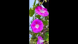 Common Morning Glory Ipomoea purpurea [upl. by Elwira489]