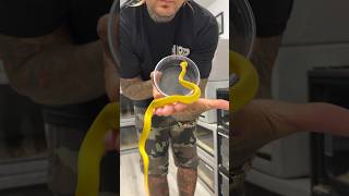 Very Rare YELLOW Insularis Viper 🔥 shorts rare snake [upl. by Barthel130]