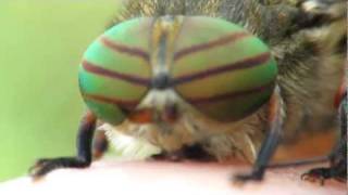 Hybomitra horsefly close up [upl. by Howzell]