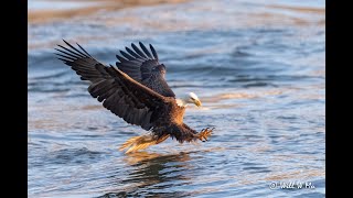 Conowingo Dam Bald Eagles in 4k April 2021 [upl. by Wicks]