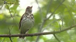 Wood Thrush singing [upl. by Toinette]