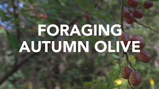 Foraging Autumn Olive with Adam Haritan Learn Your Land [upl. by Sayles779]