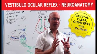 Vestibulo Ocular Reflex  Neuroanatomy [upl. by Ursas]