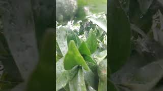 Orange fruit trending shortsvideodevbhumi nature [upl. by Pentheas993]