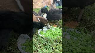 Ducks eating peas in slo mo superman music batman ducklife funny [upl. by Lauralee]