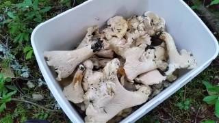 How to Find White Chanterelle Mushrooms Whistler BC [upl. by Snave]