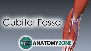 Cubital Fossa  3D Anatomy Tutorial [upl. by Euh264]