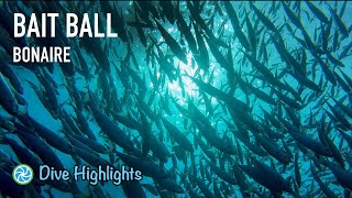 Bonaire Dive Highlights  Just A Bait Ball  TropicLens [upl. by Otrevogir]