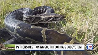 Study finds that Burmese pythons in South Florida can open jaws wider than previously thought [upl. by Natanhoj]