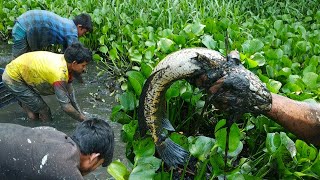 Best Hand FishingBig Fish Hunting in the Natural Beautiful Canal Traditional Fishing in Bangladesh [upl. by Nosloc910]