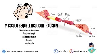 Fisiología Músculo esquelético  Mecanismo de contracción muscular  Parte 1 [upl. by Pollie290]