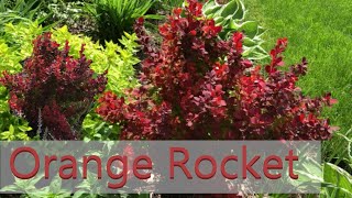 Orange Rocket Barberry  Plant Highlight 2020 Illinois Zone 5 Garden [upl. by Portwin774]