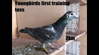 Belgian Racing Pigeons  2019 Young Birds First Training Toss 2km [upl. by Purington]