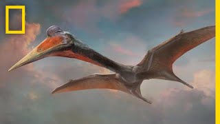 Pterosaurs 101  National Geographic [upl. by Cinom]