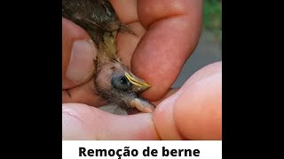 Remoção de parasitas em passarinhos Removal of parasites in birds [upl. by Anastasio]