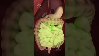 How Pills Are Absorbed in Your Body shorts viralvideo  creativelearning3d [upl. by Atiuqcir225]