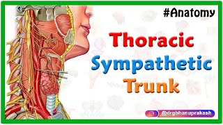 Thoracic sympathetic trunk  Animated Gross anatomy [upl. by Barabbas422]