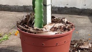 77 Plantio de Pitaya em vaso cuidado Saiba porque a planta pode ficar sem crescer [upl. by Atok798]