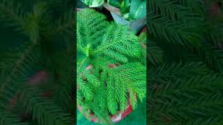 Araucaria plant grow from seed and its care [upl. by Willin]