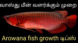 Arowana information in  tamil  tank mates living condition  Fish Aquarium Tamil [upl. by Aset]