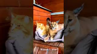 wild cats  caracal cat meow wildcats caracal cat meow [upl. by Torbert]