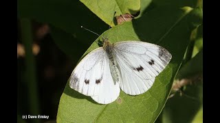 ছোট প্রজাপতির ডানার নড়াচড়া কি সুন্দর  What a nice wings movement of the butterfly slow motion [upl. by Alekahs]