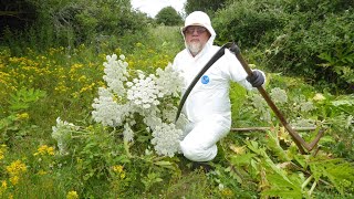 Giant Hogweed control with a Scythe [upl. by Akinam]