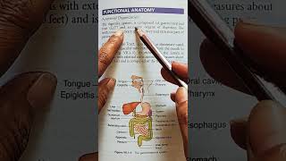 Accessory organs of the digestive System physiology medicalstudent youtubeshorts [upl. by Namyw]