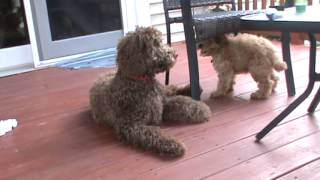 Labradoodle Puppy Play [upl. by Yettie]