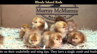 Rhode Island Red Chicks [upl. by Ydac]